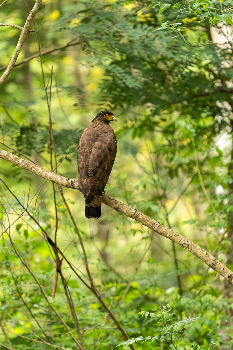 Pern, bird, branch, wildlife, HD phone wallpaper | Peakpx