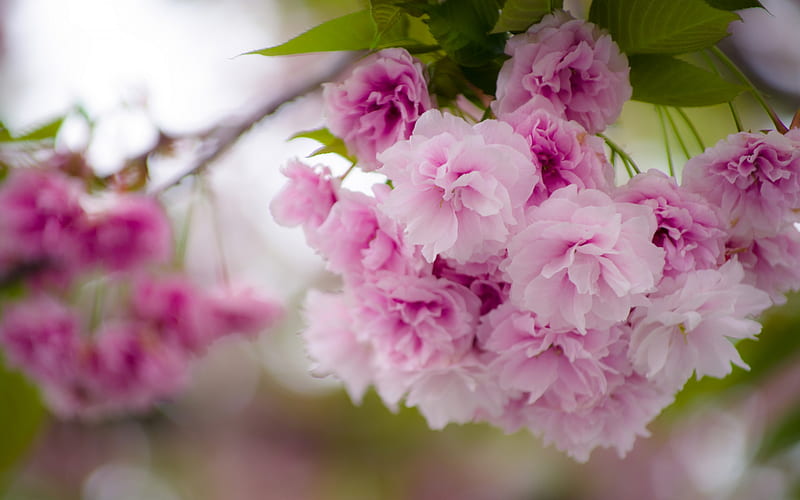 cherry blossom, sakura, pink spring flowers, garden, beautiful flowers, spring, HD wallpaper