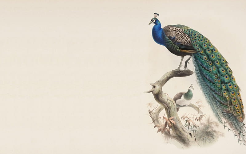 Peacock, art, bird, green, white, blue, HD wallpaper