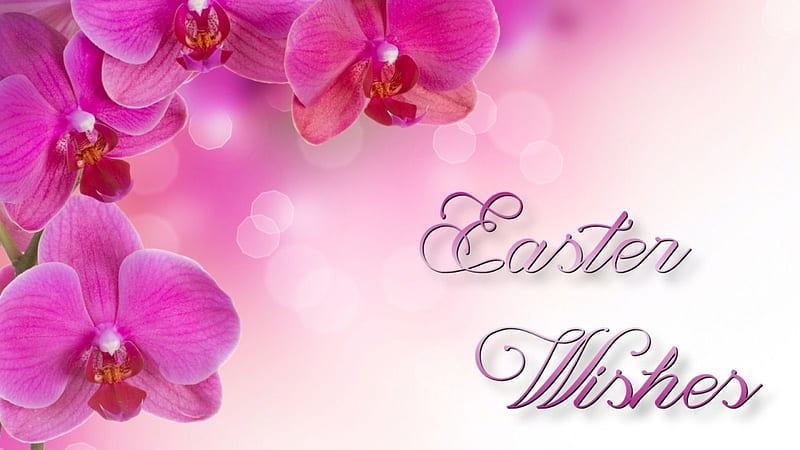 Orchid Easter Wishes FC holiday, Sunday, bonito, March, Easter, orchids, graphy, wide screen, occasion, HD wallpaper