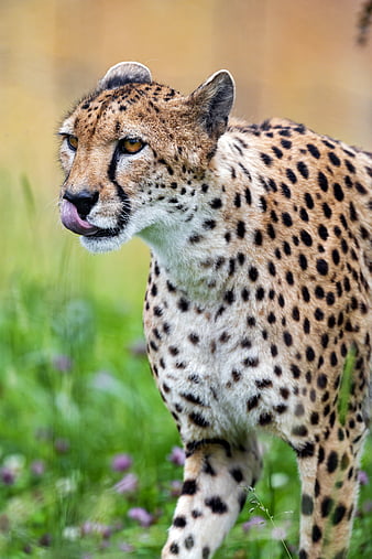 cheetah, protruding tongue, predator, spots, HD mobile wallpaper