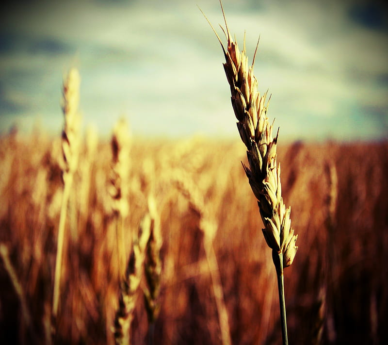 Grain Of Wheat, field, grain, sunlight, wheat, HD wallpaper