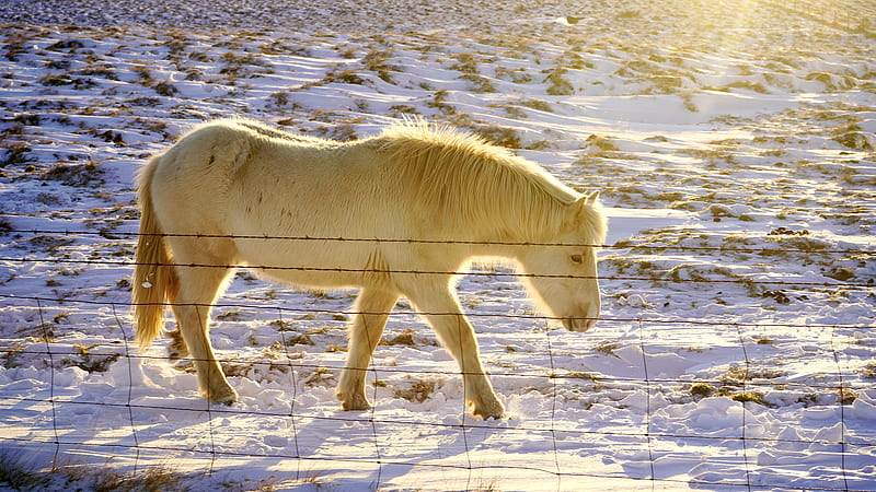 White Horse on Snow Covered Ground, HD wallpaper