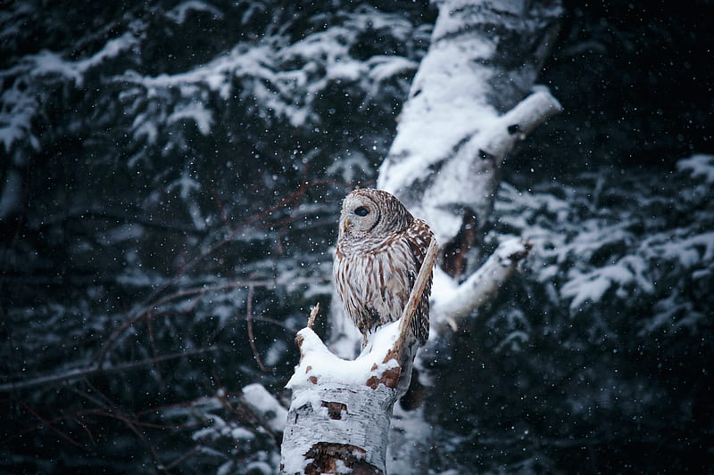owl, bird, tree, branches, snow, winter, HD wallpaper