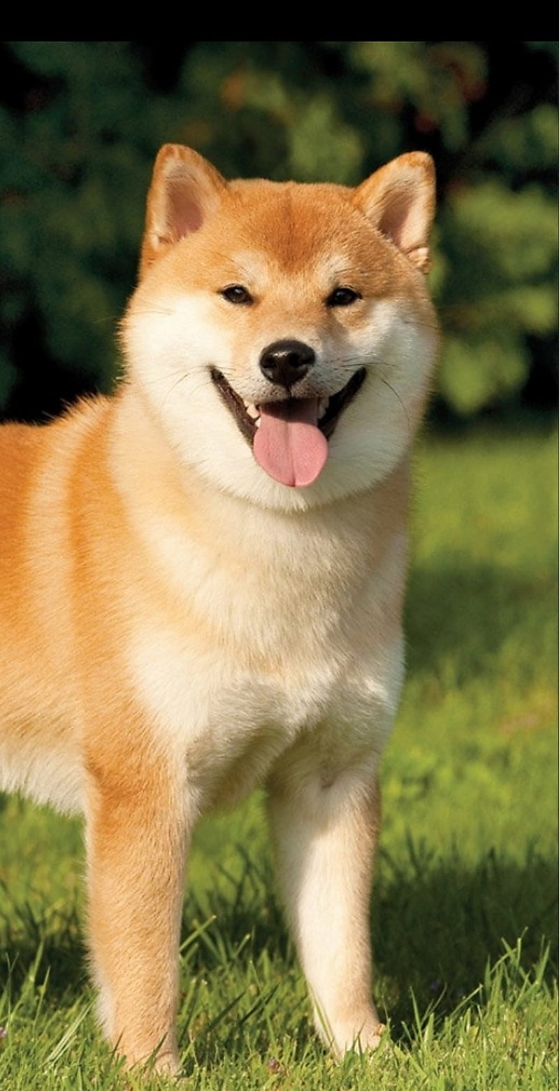 37000 Shiba Inu Wallpaper Pictures