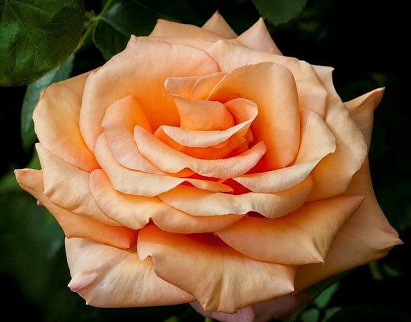 A rose, color peache, beauty, rose, Flower, HD wallpaper