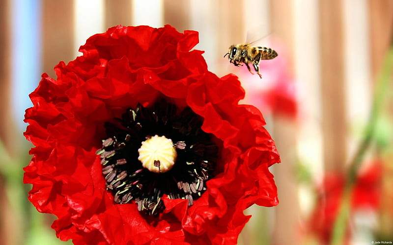 Bees and poppy-2013 flowers graphy, HD wallpaper