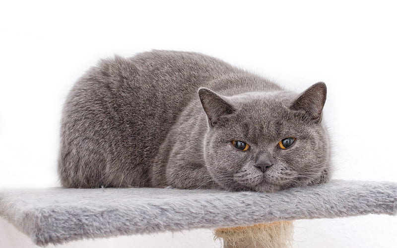 British Shorthair cat, pets, gray cat, brown eyes, cats, HD wallpaper