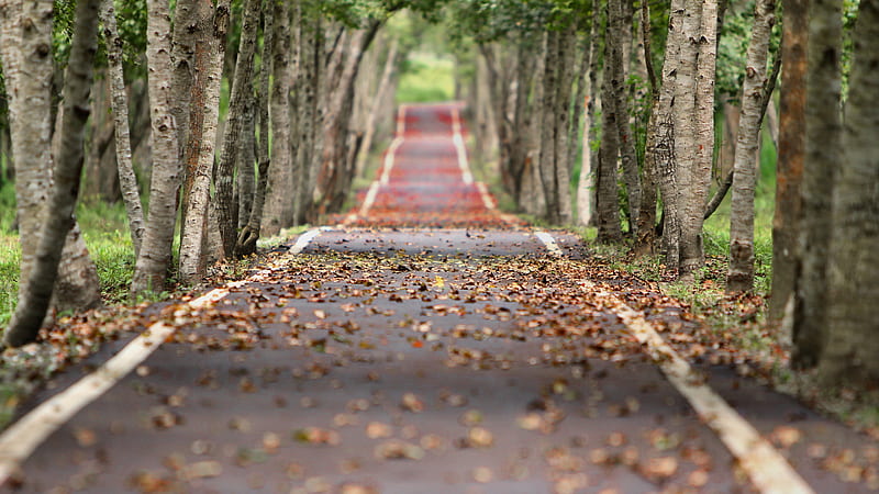 Road Between Trees And Falling Leaves During Fall Season Nature, HD wallpaper