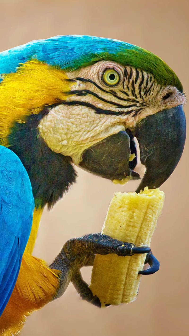 funny bird, parrot, animal, humor, banana, eating, HD phone wallpaper