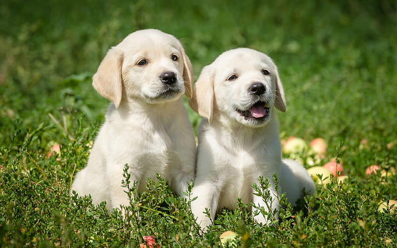 Labradors, white puppies, retrievers, green grass cute animals, small dogs, HD wallpaper