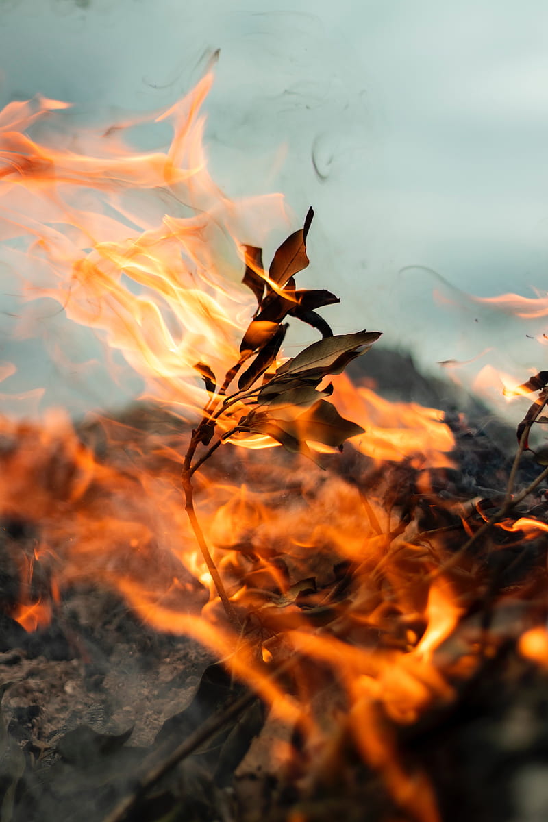 burning plant, flames, leaves, Nature, HD phone wallpaper