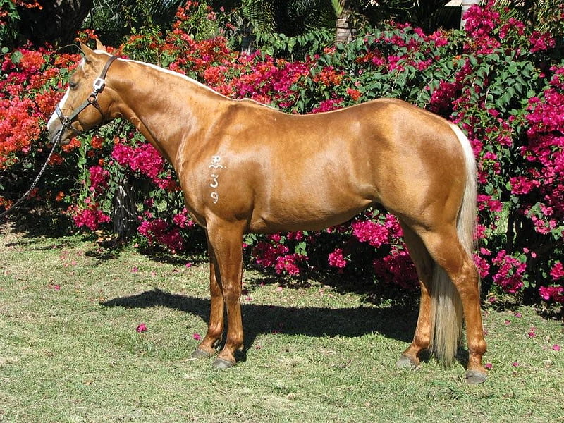 Palomino Stallion, equus, stallion, palomino, horse, HD wallpaper