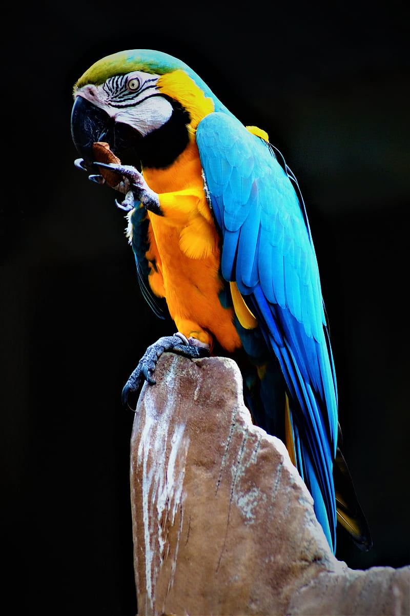 parrot, macaw, bird, colorful, stone, HD phone wallpaper