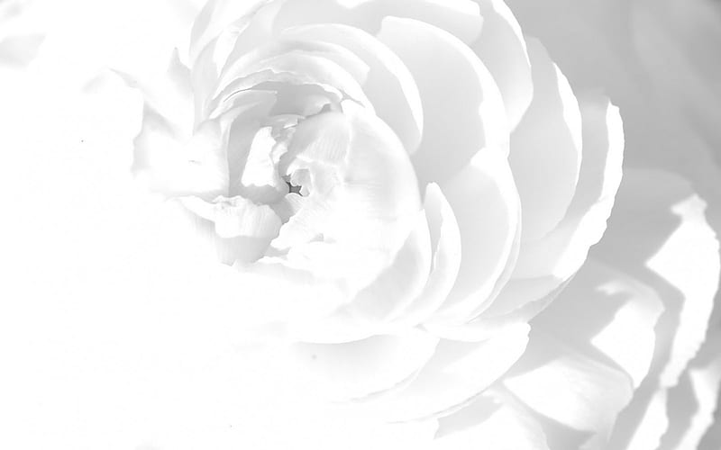 WHITE., FLOWER, WHITE, COLOR, SOFT, HD wallpaper | Peakpx