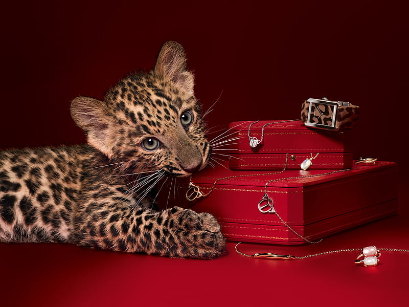 Expensive Chew Toy, leopard, silly, kitty, chew, cat, jewelry, cute, big, case, kitten, fur, HD wallpaper