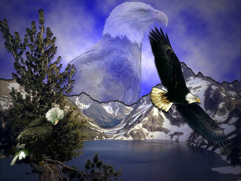 Bald Eagle Composition, eagle, sky, bird of prey, feathers, HD