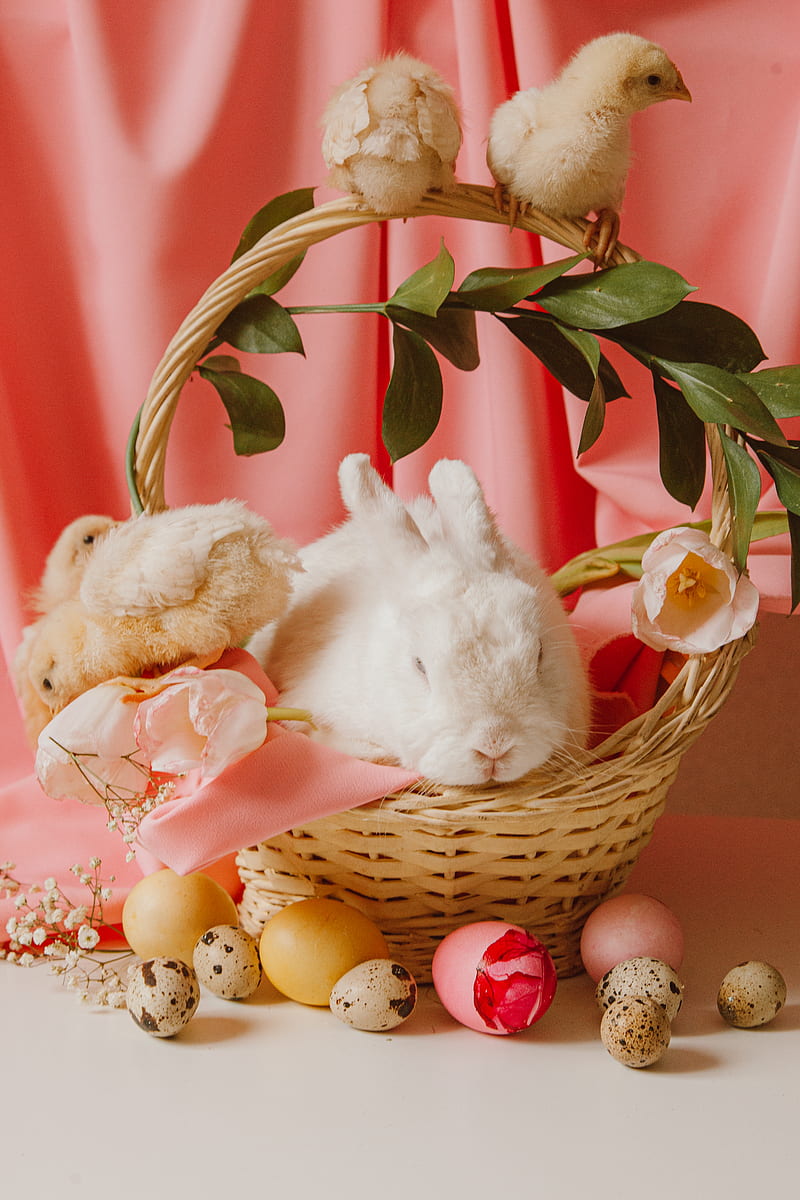 White Rabbit on Brown Wicker Basket, HD phone wallpaper