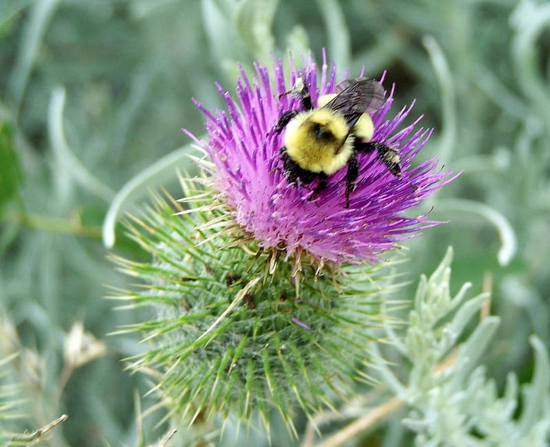 Busy Bee, feeding, bee, canada thistle, purple, flower, HD wallpaper