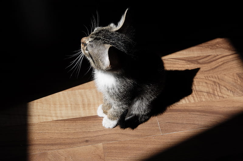 black and brown kitten on brown parquet floor with sunlight, HD wallpaper