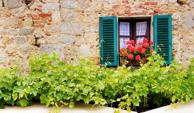 Window, windows, plant, plants, flower, flowers, wall, HD wallpaper