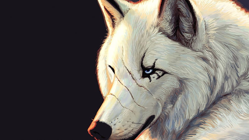 White Wolf, White, Wolf, Blue Eyes, Scars, HD wallpaper