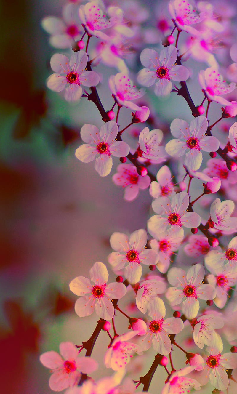 Flores de cerezo, flor de cerezo, japonés, Fondo de pantalla de teléfono HD  | Peakpx
