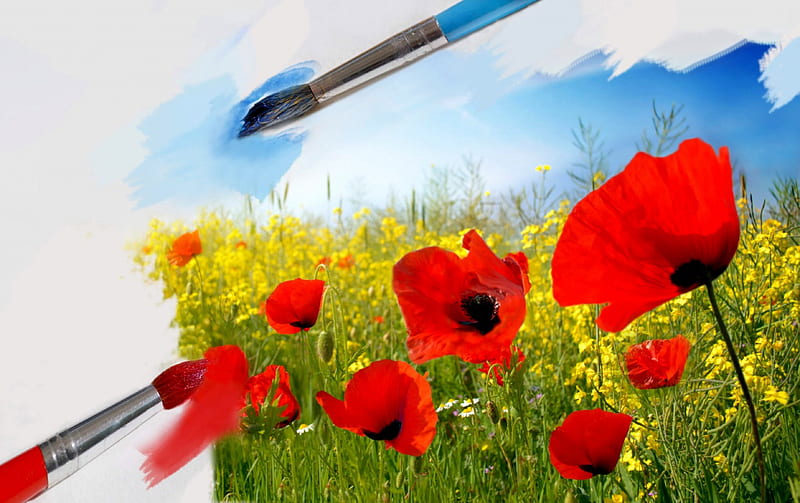 Poppy seed, red, brushes, sky, HD wallpaper