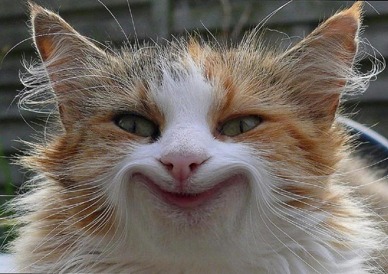 Gato feliz, naranja, jengibre, sonrisa, gato, feliz, animal, gracioso,  blanco, Fondo de pantalla HD | Peakpx