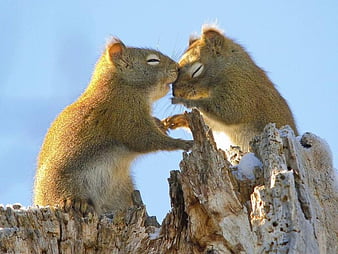 squirrel kiss meme