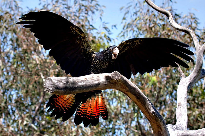 Red-tailed-black-cockatoo-Calyptorhynchus-banksii, tree, wings, bird, birds, nature, parrot, macaw, animals, HD wallpaper