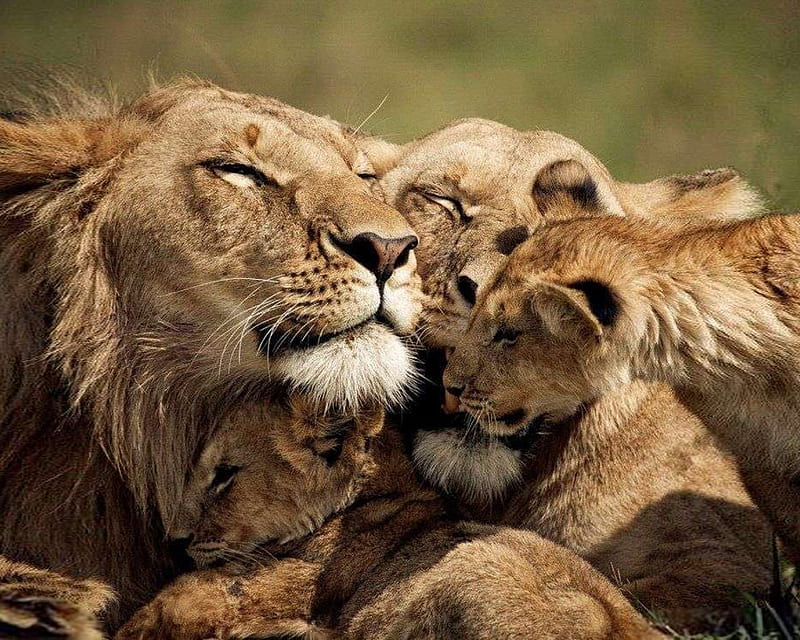 Love of a Family, felines, mane, wild, lions, HD wallpaper