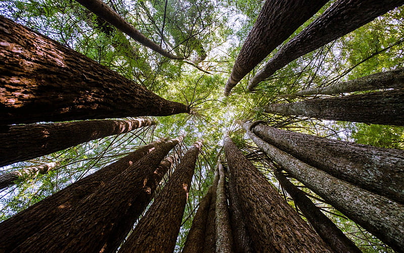 Giant Redwoods of California, Abstract, USA, Trees, Redwoods, HD wallpaper