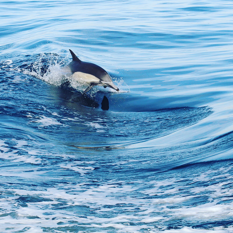 dolphin, water, splash, waves, HD phone wallpaper