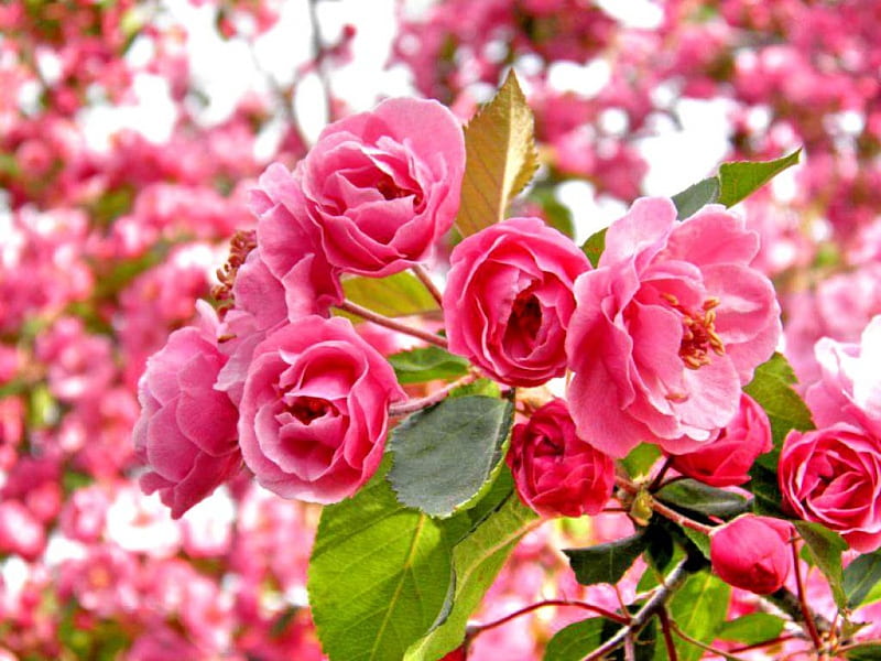APPLE BEAUTY, leaves, rose, plant, flowers, nature, spring, pink, HD wallpaper