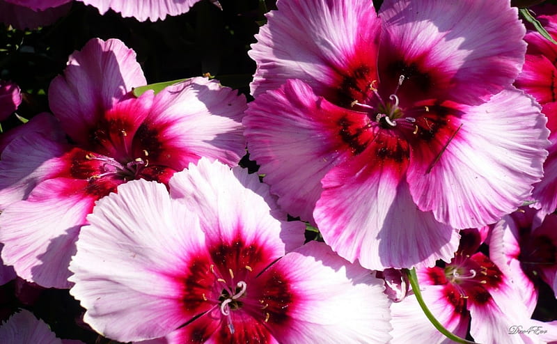 Summers Delight, , washington, bright, flower, pinks, HD wallpaper