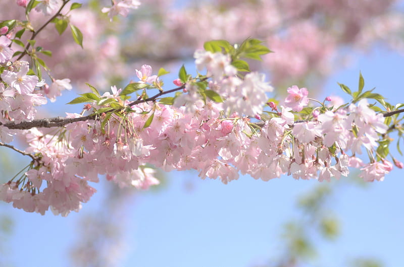 árboles en flor ***, floración, naturaleza, primavera, árboles, Fondo