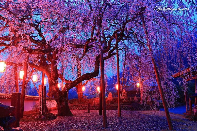 Cherry Blossoms Garden, sakura, lantern, japanese, cherry blossom, kamiyama, japan, garden, pink, night, HD wallpaper