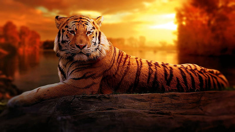 Appealing, predator, sunsez, tiger, sky, art, HD wallpaper