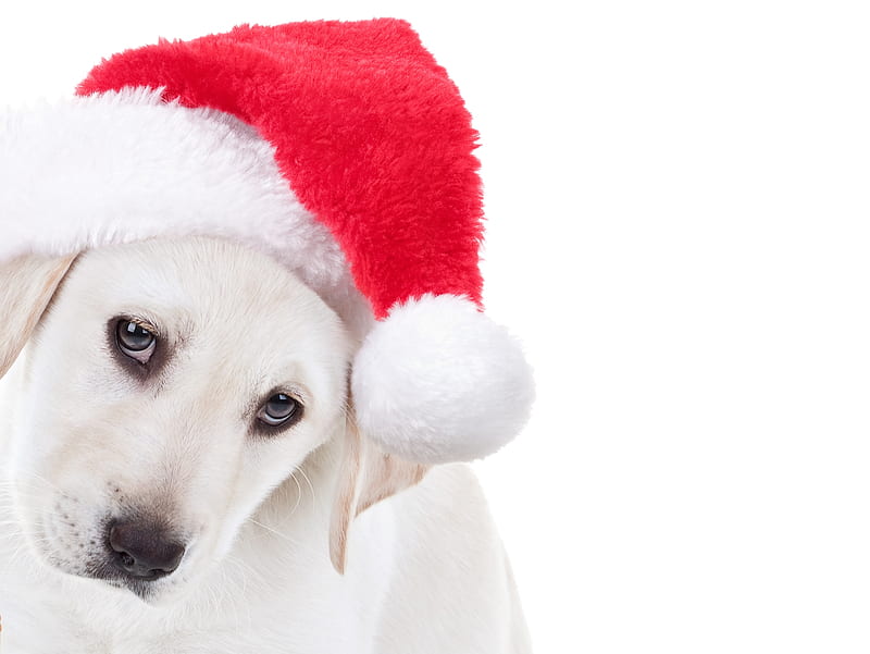 Christmas puppy, red, craciun, christmas, caine, animal, cute, face, white, puppy, HD wallpaper