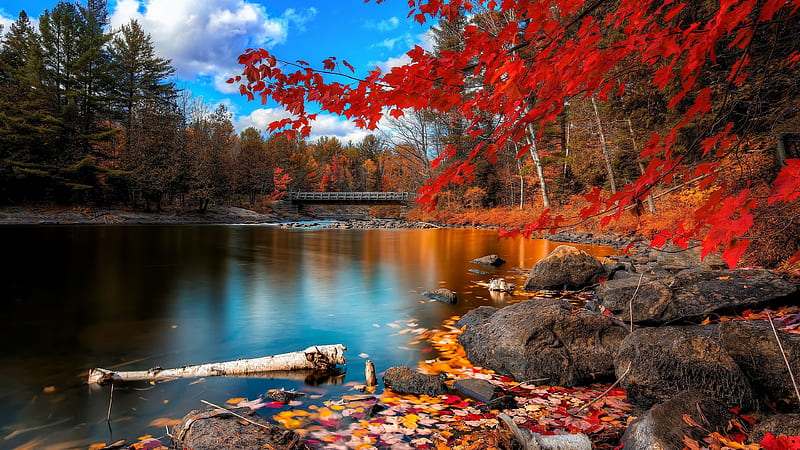 Lake Bridge Between Trees Rock During Fall Nature, HD wallpaper