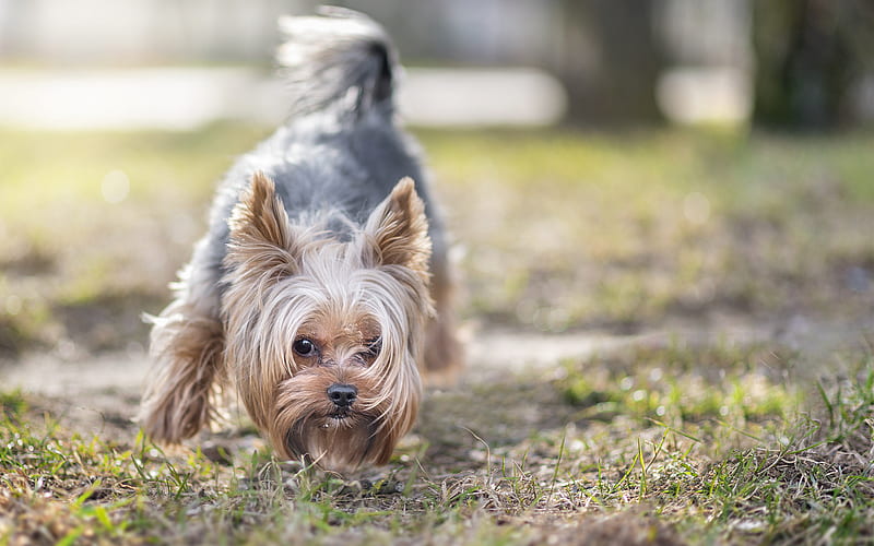 Yorkie, cute animals, lawn, Yorkshire Terrier, bokeh, pets, dogs, Yorkshire Terrier Dog, HD wallpaper