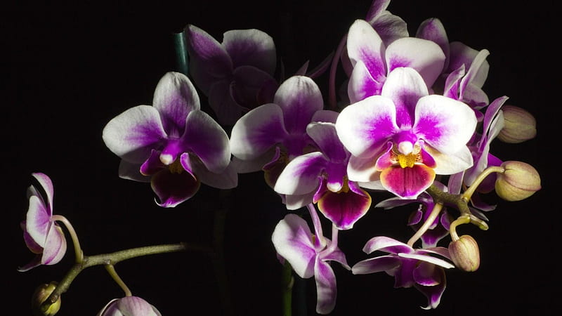orchid, flower, black background, beautiful Full Background. Orchidea, Sfondi, Black and Purple Orchid, HD wallpaper