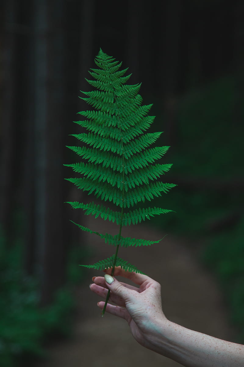 fern, leaf, hand, HD phone wallpaper