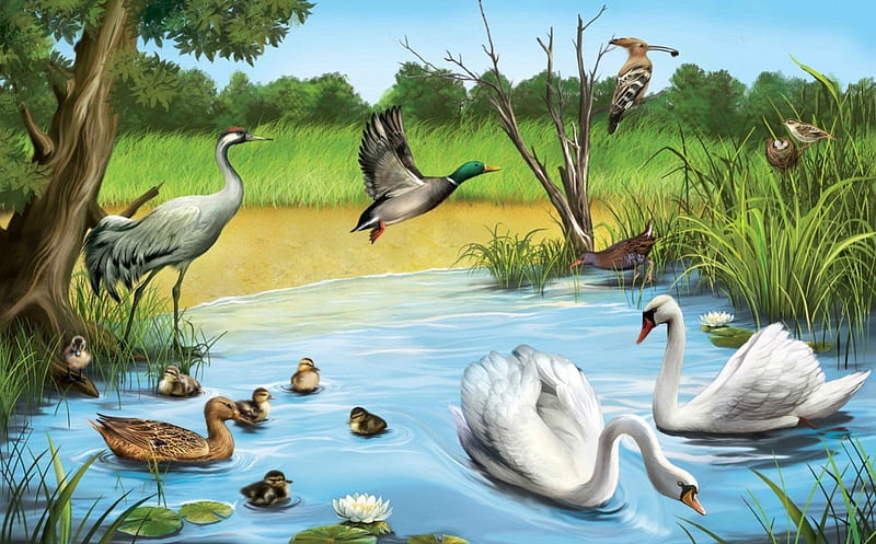 Bird Pond, pond, frogs, water, birds, flowers, trees, branch, HD wallpaper