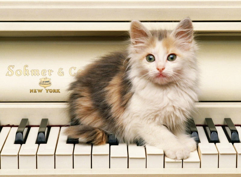 Music Time, keyboard, kitten, piano, music, HD wallpaper