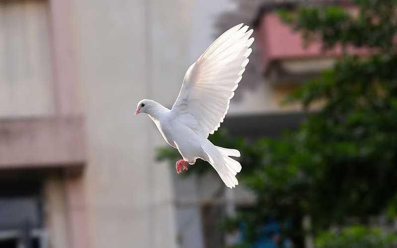 Dove, flight, white, bird, HD wallpaper | Peakpx