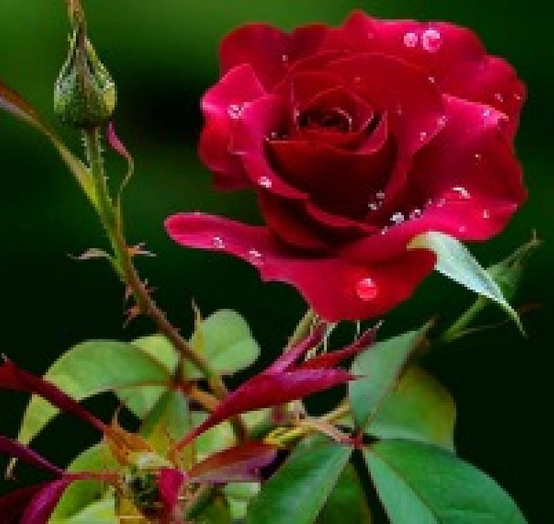 Red rose of love rose expression, love, new, color, HD wallpaper | Peakpx