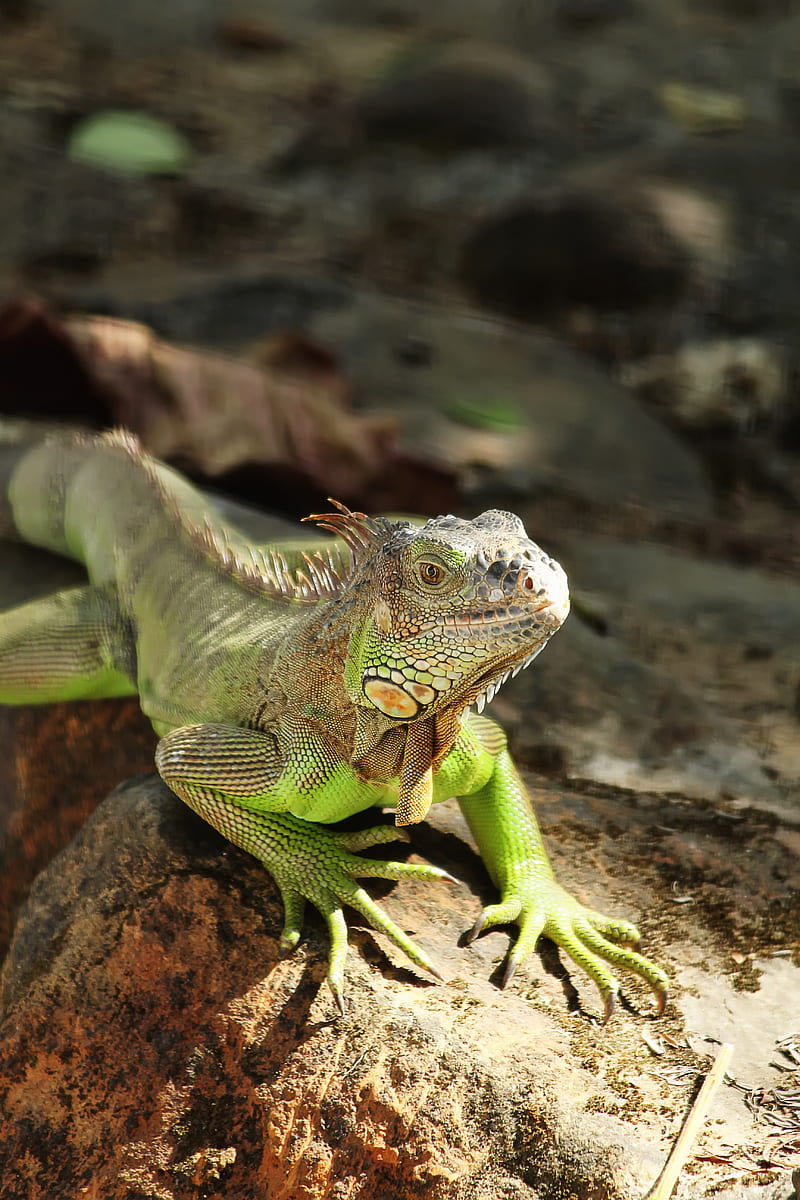 iguana, reptile, lizard, scales, stone, HD phone wallpaper