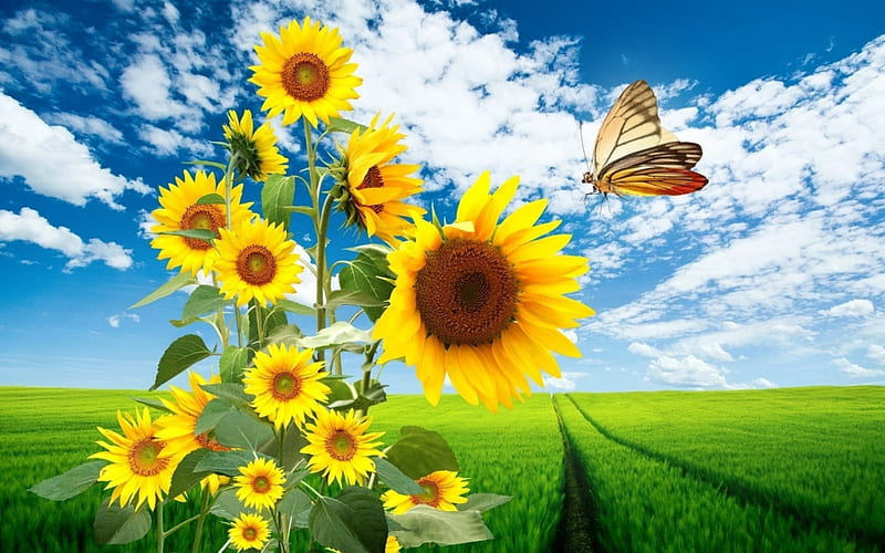 Summer Feelings, butterfly, sunflowers, blossoms, artwork, field, HD wallpaper